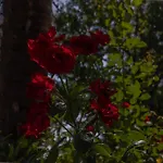 Arja